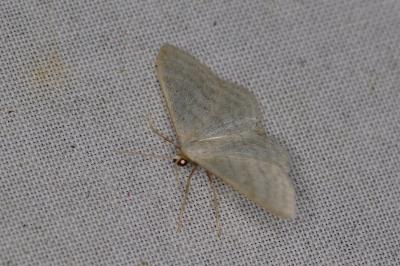 <i>Idaea subsericeata</i>