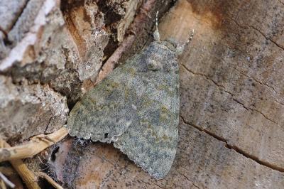 <i>Catocala elocata</i>