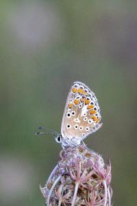 <i>Aricia agestis</i>