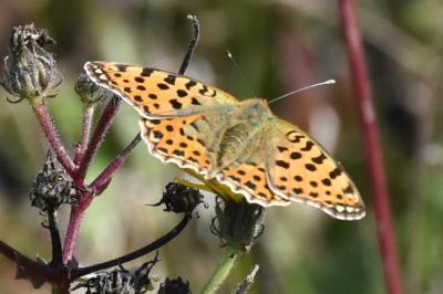 <i>Issoria lathonia</i>