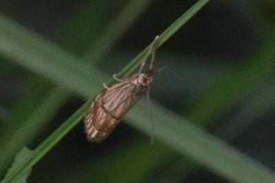 <i>Chrysocrambus linetella</i>