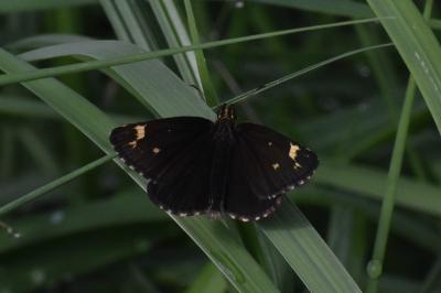 <i>Heteropterus morpheus</i>