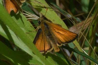 <i>Thymelicus sylvestris</i>
