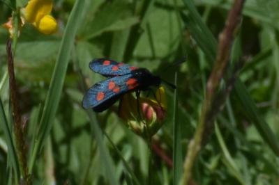 <i>Zygaena trifolii</i>