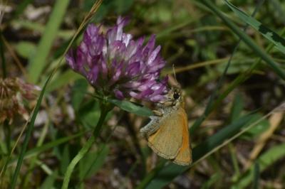 <i>Thymelicus sylvestris</i>