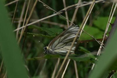 <i>Aporia crataegi</i>