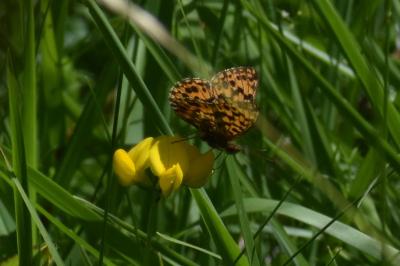 <i>Boloria dia</i>