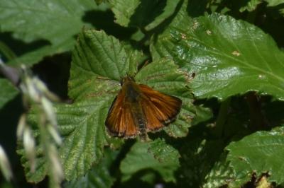 <i>Thymelicus sylvestris</i>