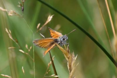 <i>Thymelicus lineola</i>