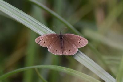<i>Aphantopus hyperantus</i>