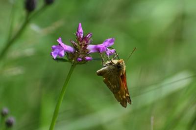 <i>Ochlodes sylvanus</i>