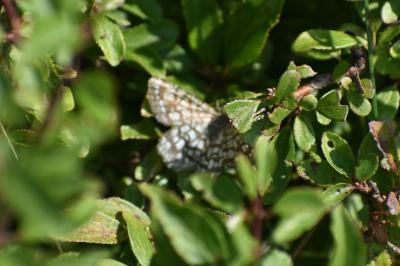 <i>Chiasmia clathrata</i>