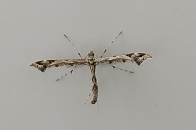 <i>Amblyptilia acanthadactyla</i>