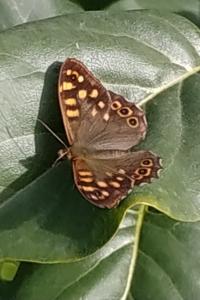 <i>Pararge aegeria</i>