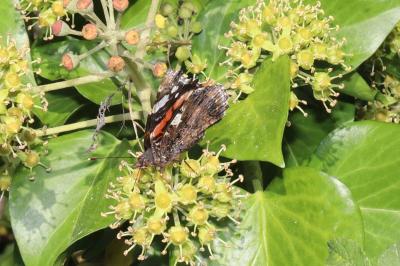 <i>Vanessa atalanta</i>
