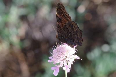 <i>Aglais io</i>