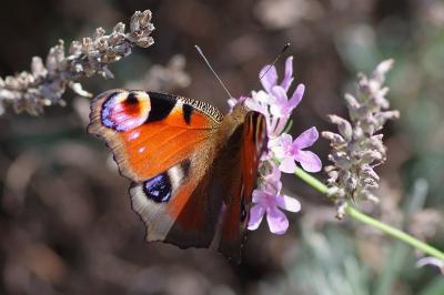 <i>Aglais io</i>
