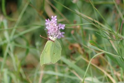 <i>Gonepteryx rhamni</i>