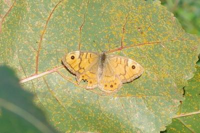 <i>Lasiommata megera</i>