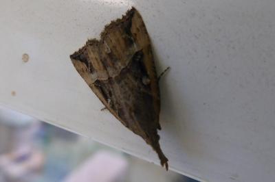 <i>Hypena rostralis</i>