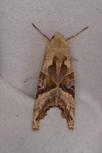 <i>Phlogophora meticulosa</i>