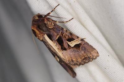 <i>Trigonophora flammea</i>