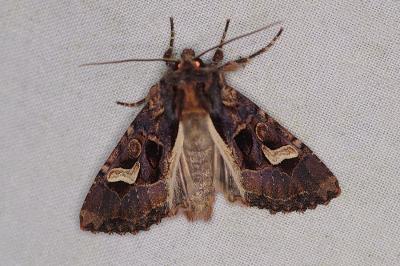 <i>Trigonophora flammea</i>