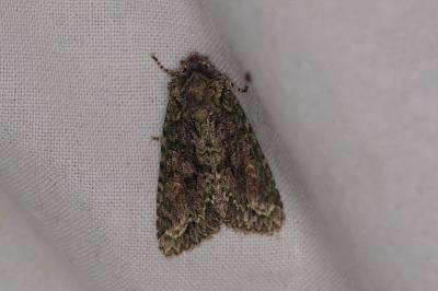 <i>Dryobotodes eremita</i>
