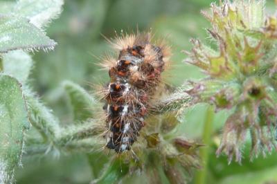 <i>Acronicta rumicis</i>