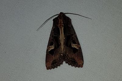 <i>Trigonophora flammea</i>