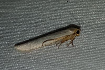 <i>Eilema caniola</i>