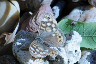 <i>Pararge aegeria</i>