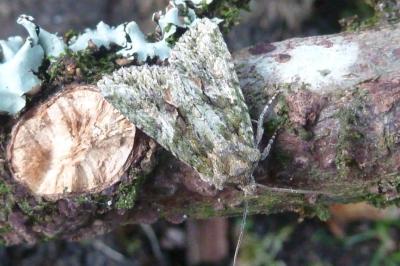 <i>Dryobotodes eremita</i>