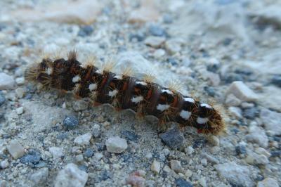 <i>Acronicta rumicis</i>