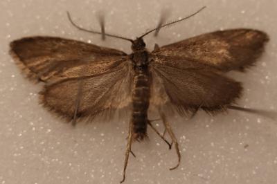 <i>Diurnea lipsiella</i>