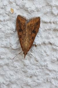 <i>Udea ferrugalis</i>