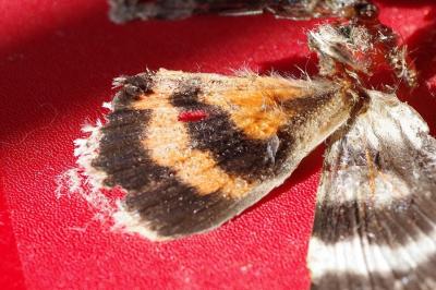 <i>Catocala elocata</i>