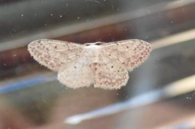 <i>Idaea seriata</i>