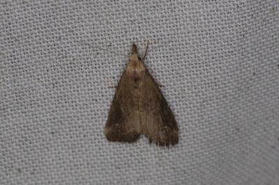 <i>Schrankia costaestrigalis</i>