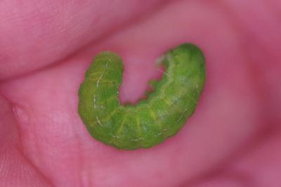 <i>Phlogophora meticulosa</i>