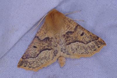 <i>Crocallis tusciaria</i>