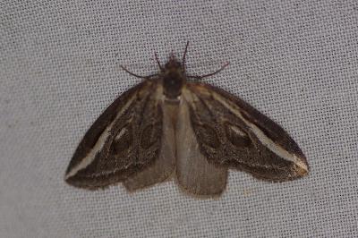 <i>Chesias legatella</i>