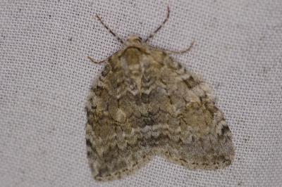 <i>Epirrita</i>