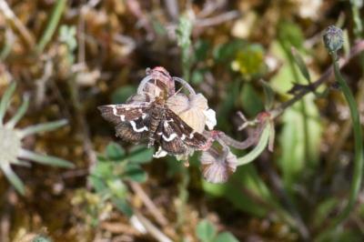 <i>Pyrausta nigrata</i>