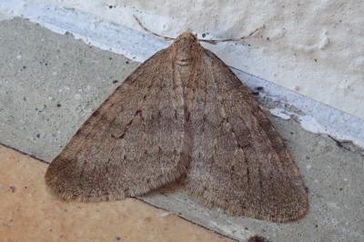 <i>Operophtera brumata</i>