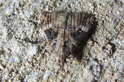<i>Hypena obsitalis</i>