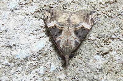 <i>Hypena obsitalis</i>