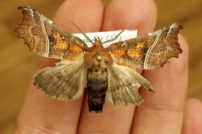 <i>Scoliopteryx libatrix</i>