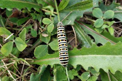 <i>Papilio machaon</i>