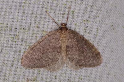 <i>Operophtera brumata</i>